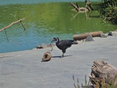 101PARC AUX OISEAUX DANS L AIN 2016 3_000032